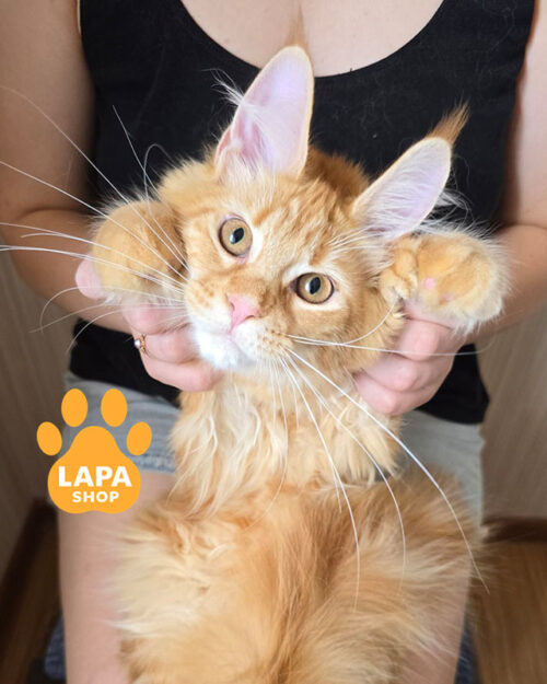 красный мраморный мейн-кун