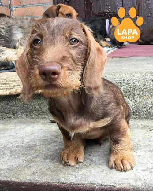 шоколадная жестошерстная такса