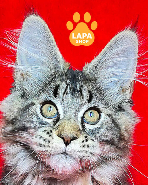 чорний черепаховий мейн-кун