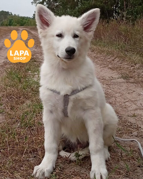 біла швейцарська вівчарка