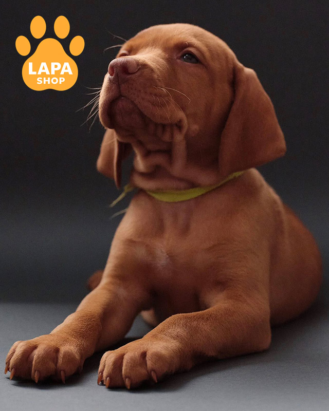 руда угорська вижла.