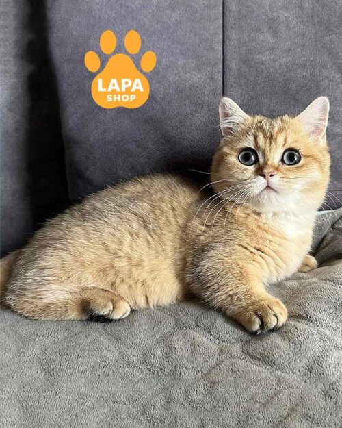 золота кішка манчкін