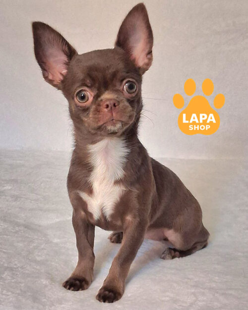 white chocolate chihuahua