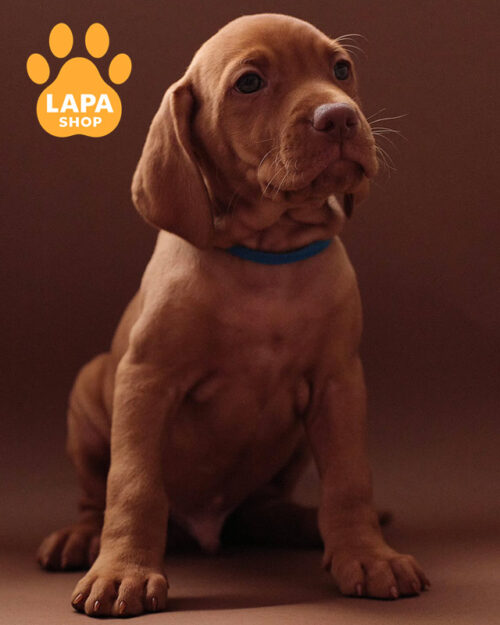 рыжая венгерская выжла