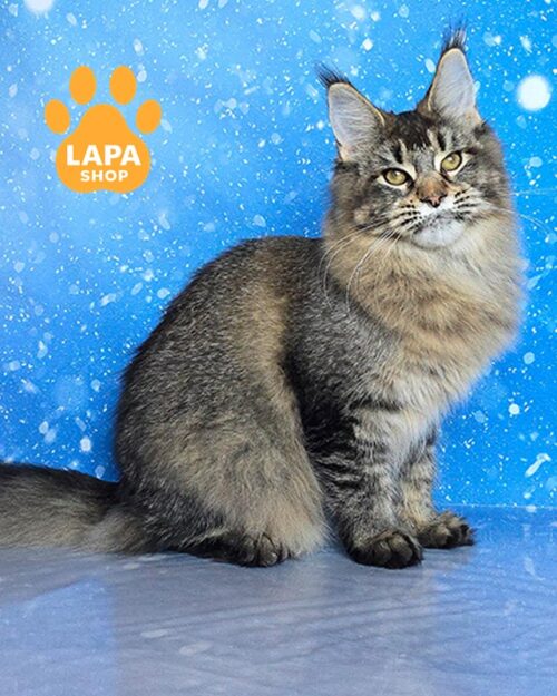 кішка мейн-кун