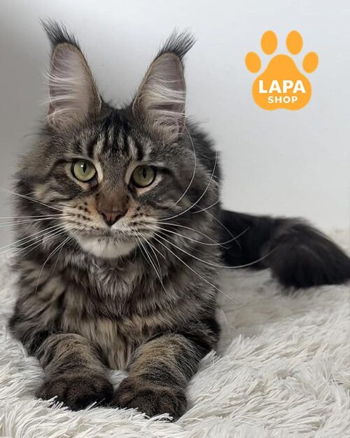 мармуровий мейн-кун