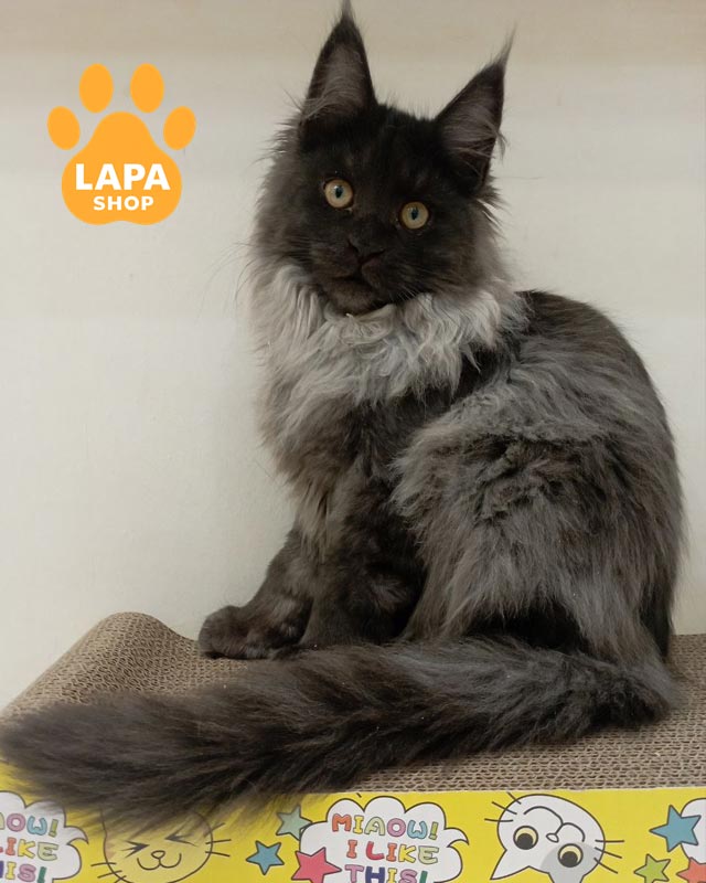 димна кішка мейн-кун