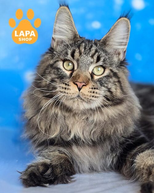 мармуровий мейн-кун