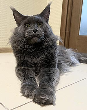 Joelle – маленькая красавица мейн-кун с эффектным мраморно-беым окрасом mco dad 1