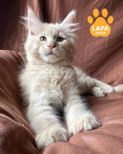 beige-cream Maine Coon