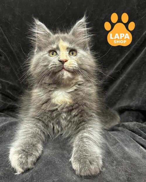 блакитно-черепахова кішка мейн-кун