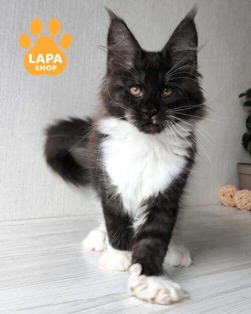 димно-біла кішка мейн-кун