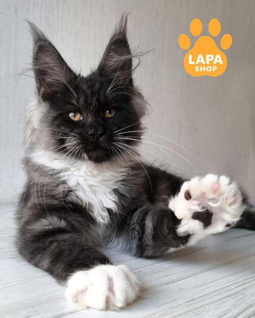 димнj-,біла кішка мейн-кун