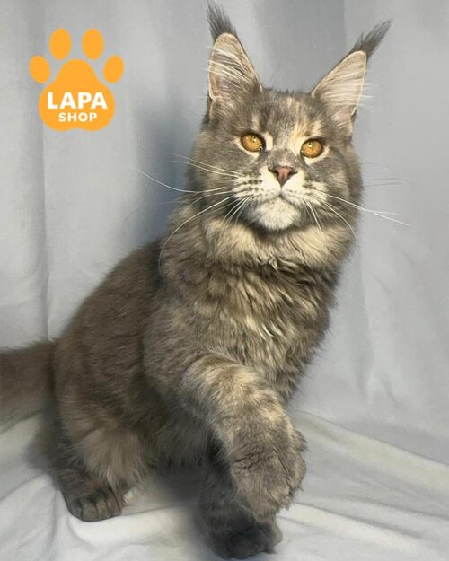 кішка мейн-кун полідакт