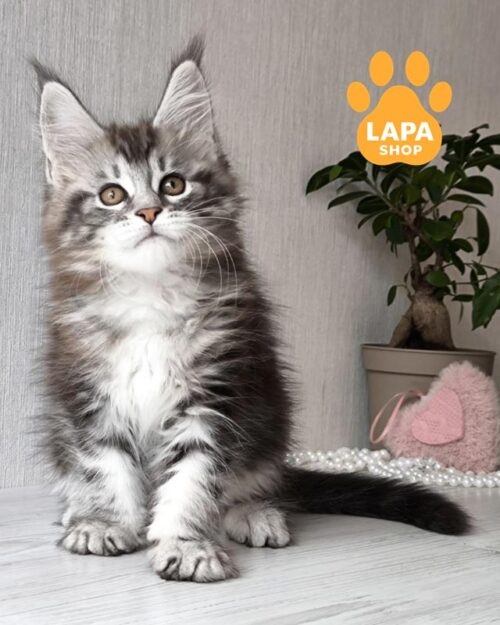 сріблясто-мармурова кішка мейн-кун