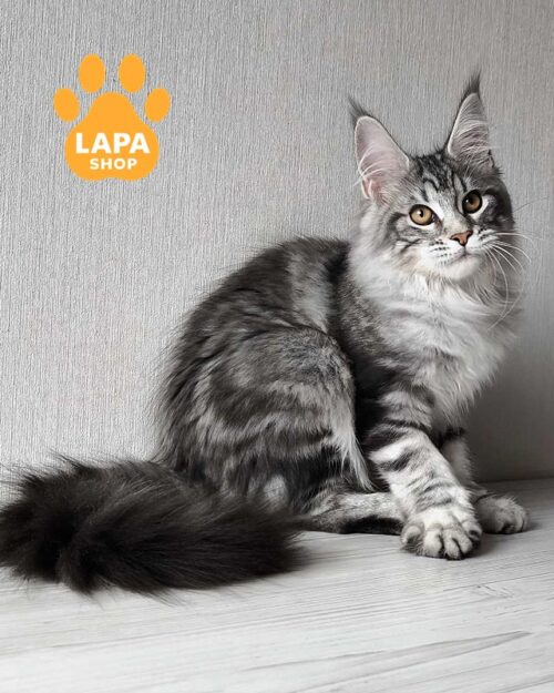 серебристо-мраморная кошка мейн-кун