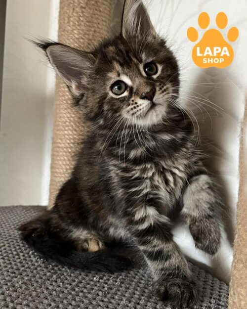 мармурова кішка мейн-кун