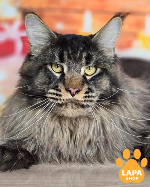 плямистий мейн-кун