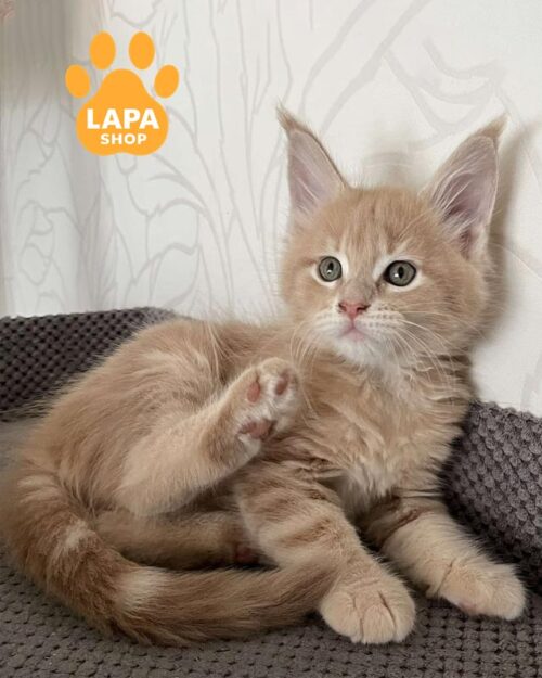 кремова кішка мейн-кун