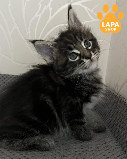 мраморный мейн-кун