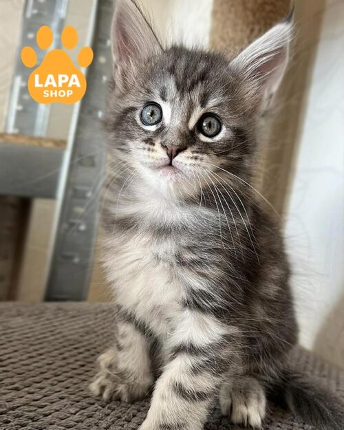 мраморный мейн-кун