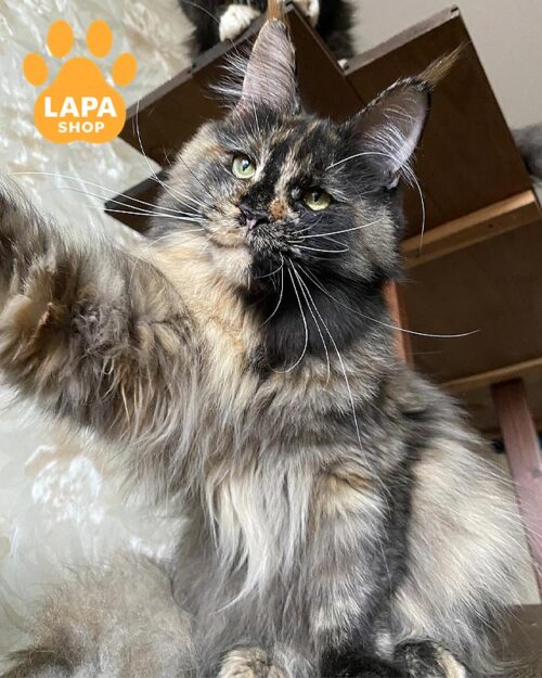 черепахова кішка мейн-кун