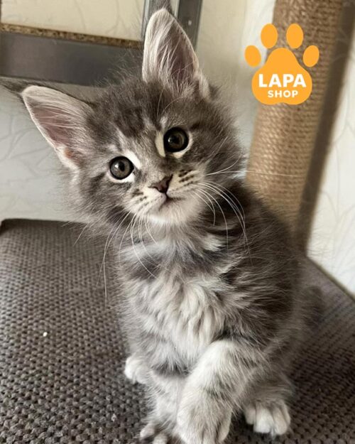 мармурова кішка мейн-кун