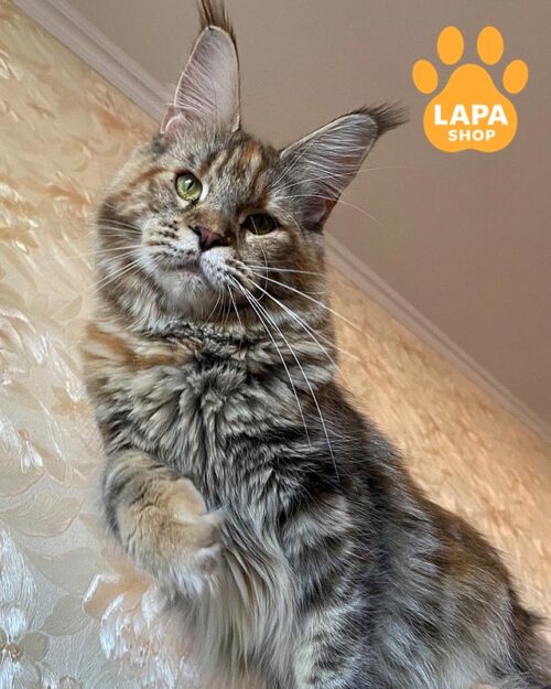 черепахово-мармурова кішка мейн-кун