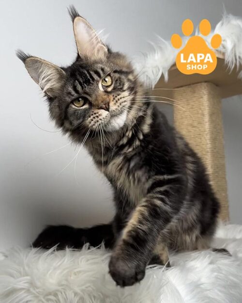 мармуровий мейн-кун