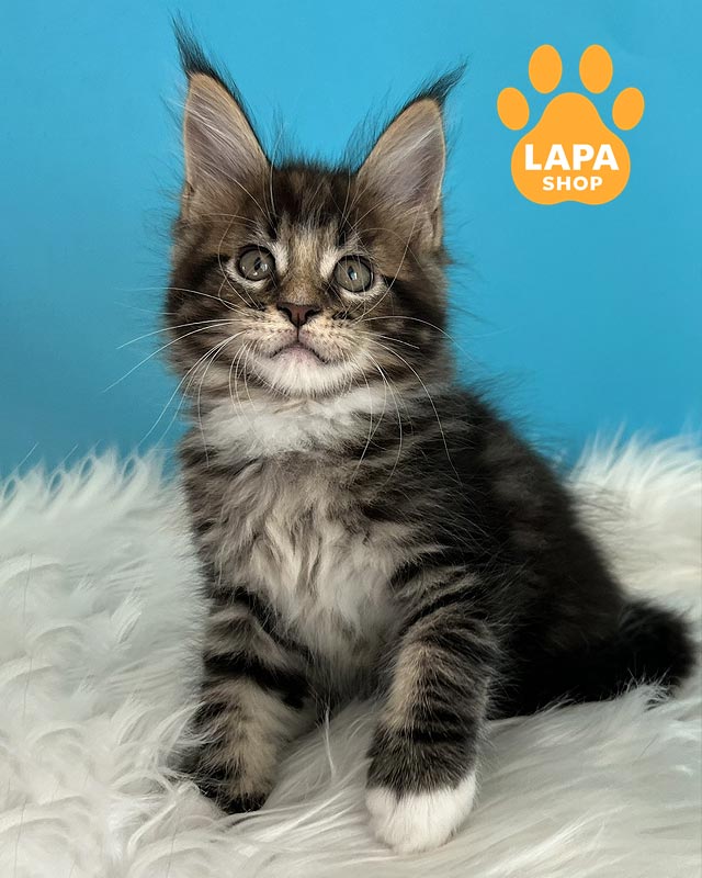 мраморно-белый мейн-кун