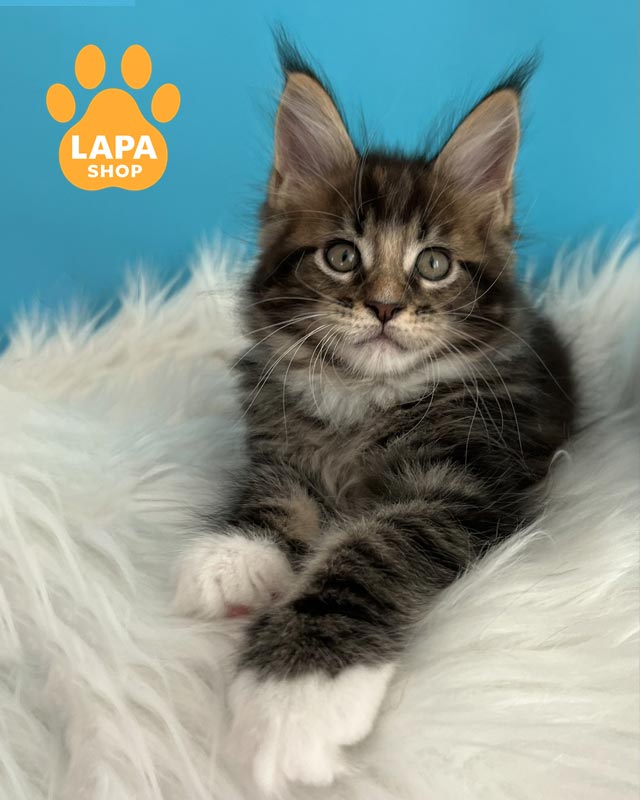 мармурово-білий мейн-кун