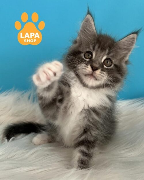 мармуровий мейн-кун