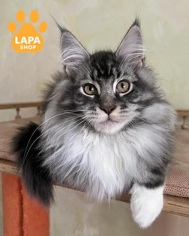 мармуровий мейн-кун