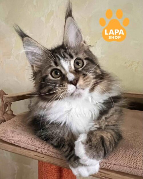 мармурово-біла кішка мейн-кун