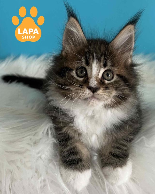 мраморно-белая кошка мейн-кун