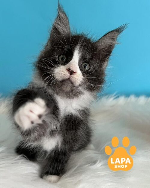 дымно-белая кошка мейн-кун