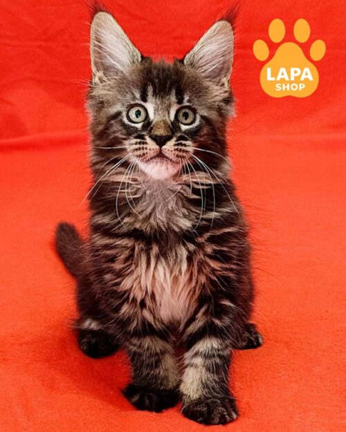 Maine Coon marble kitty