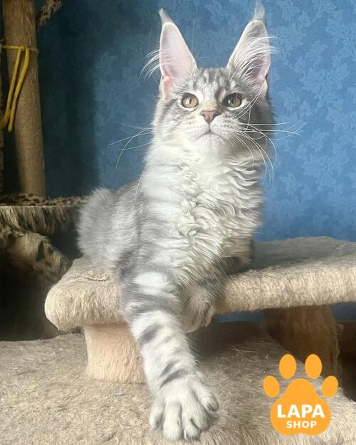 сріблясто-мармурова кішка мейн-кун