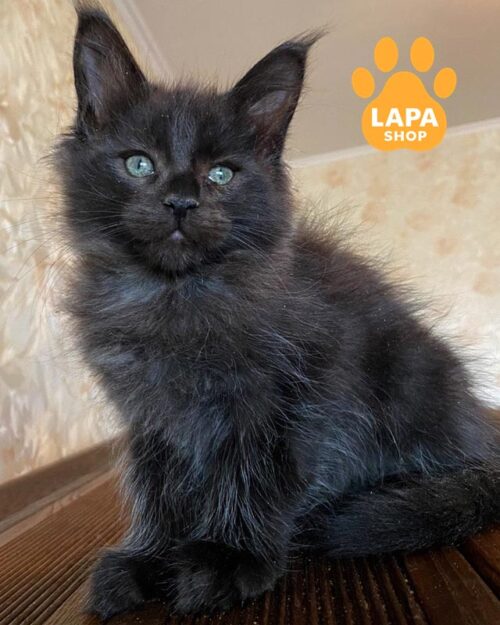 черная кошка мейн-кун<br> <br>