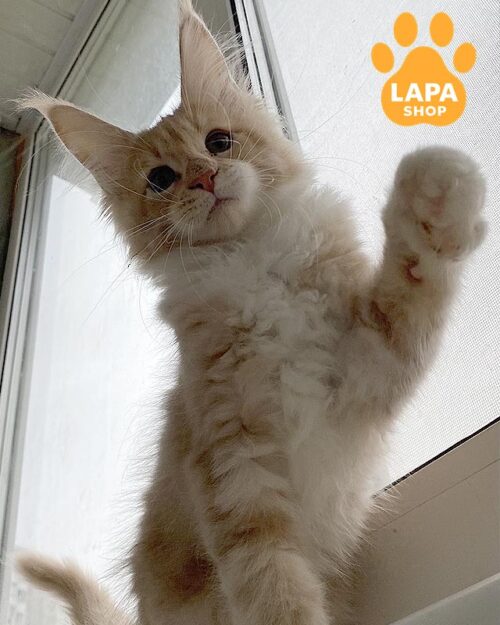 кремово-біла кішка мейн-кун