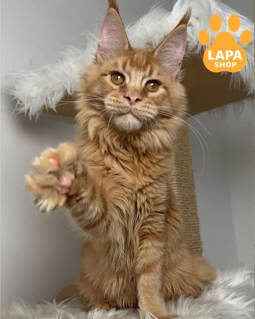 рудий мейн-кун