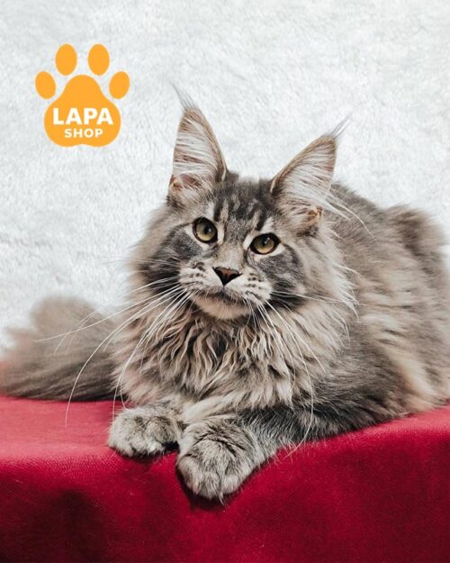 блакитно-мармурова кішка мейн-кун