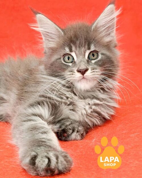 блакитно-мармурова кішка мейн-кун