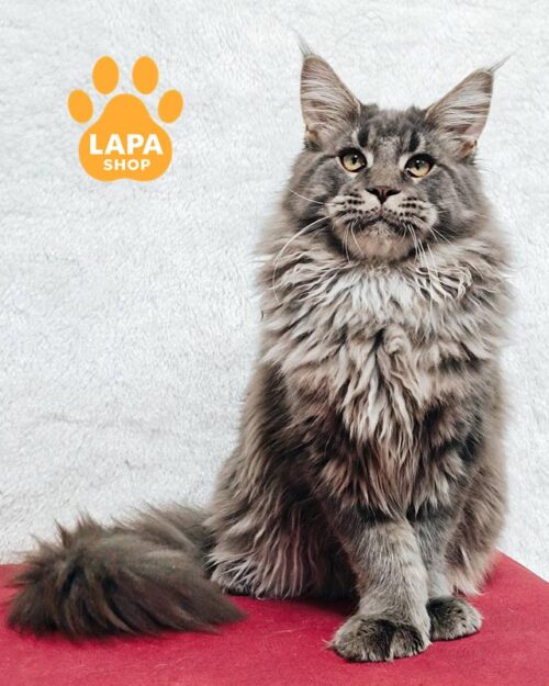 блакитно-мармуровий мейн-кун