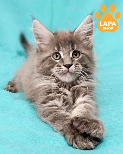 блакитно-мармуровий мейн-кун