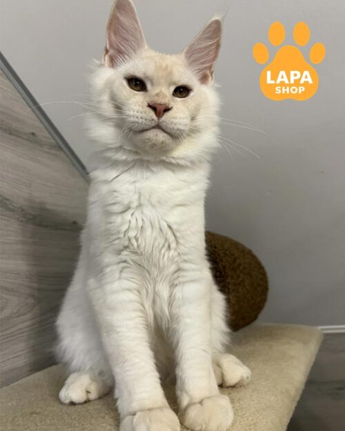 димний мейн-кун