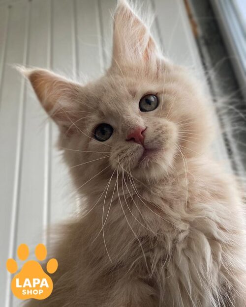 кремовий мейн-кун