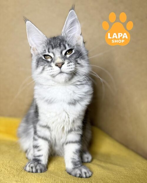 сріблясто-мармурова кішка мейн-кун