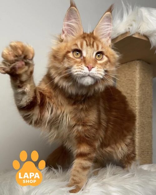 рудий мейн-кун