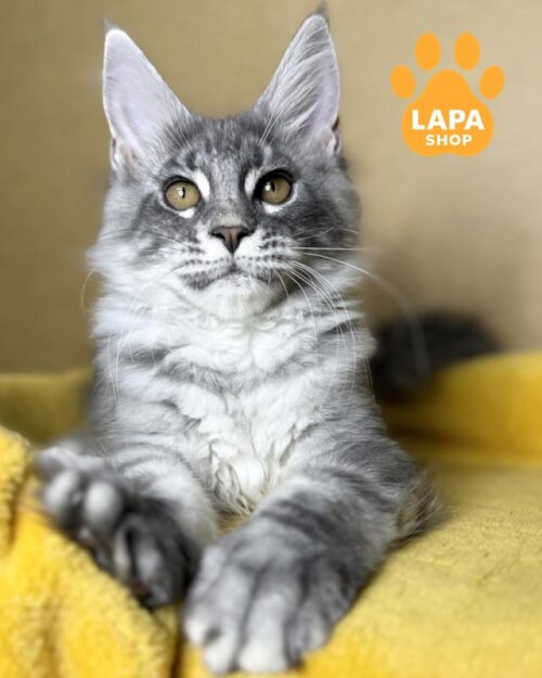 сріблясто-мармурова кішка мейн-кун